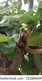 
An Insect On A Broken Tree Branch