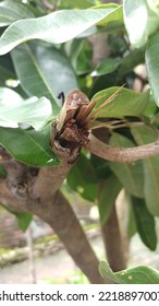 An Insect On A Broken Tree Branch