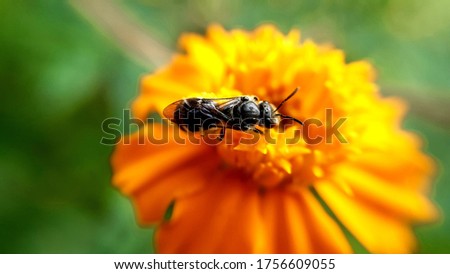 Similar – Image, Stock Photo black on yellow? bee!