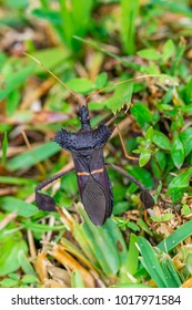 Insect on grass background