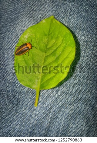 Insect on leaf, Firefly on leaf, Lightning Bugs