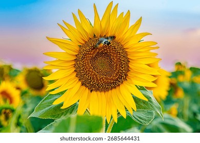 Insect on a sunflower. Moro-sphinx butterfly. Hummingbird butterfly on a background of sunflowers. Hawk moth butterfly flying near sunflowers at sunset. Close-up of a sunflower seed.