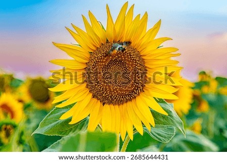 Insect on a sunflower. Moro-sphinx butterfly. Hummingbird butterfly on a background of sunflowers. Hawk moth butterfly flying near sunflowers at sunset. Close-up of a sunflower seed.