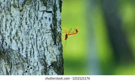 Insect on the tree 