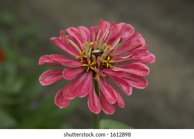 Insect on Zinnia