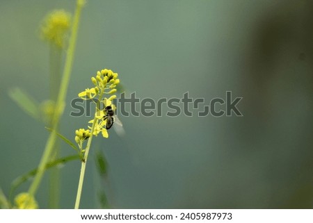 Insect perched on small yellow flowers. Blurred green background