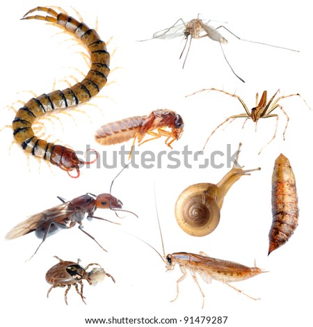 insect pest bug set collection isolated