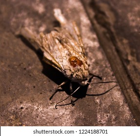 Insect the polilla