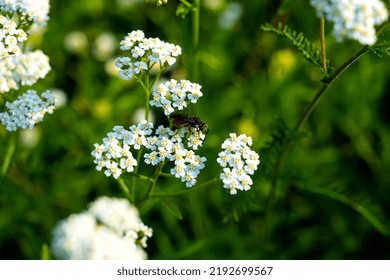 The insect pollinates the flowers. Yarrow flower. bee pollinating