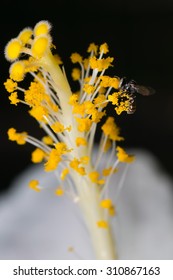 Insect pollination
