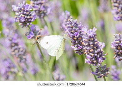 Insect Pollination Closeup. Cabbage White Butterfly Pollinating A Lavender Plant (lavandula Angustifolia) In A Garden, UK