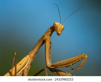 insect, praying mantis, macro, nature, 