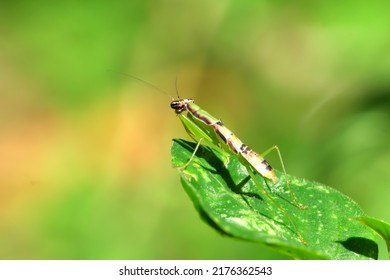 Insect predators. Insect hunter mantis resting