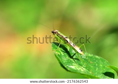 Insect predators. Insect hunter mantis resting