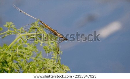 Insect Ranatra or water stick insect sits on a plant branch near the river, in its natural habitat, close-up.