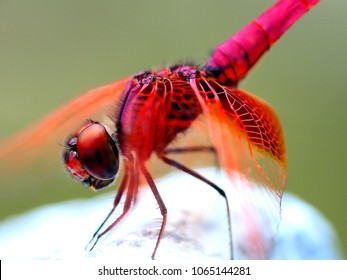 insect-red-dragonfly-nature-260nw-106514