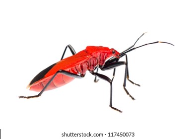 Insect Red Stink Bug Isolated On White