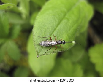 Insect Rider. The Hymenopteran Insect On A Green Leaf