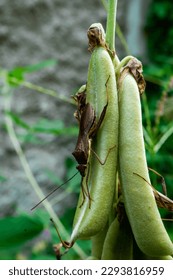 An insect with the scientific name riptortus pedestris is getting to a bean-like plant. These insects appear to be mating with their partners