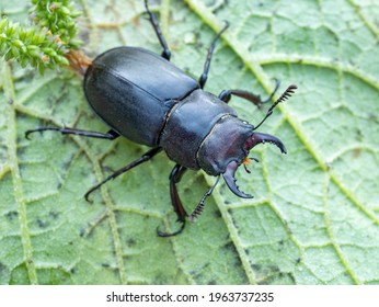 An Insect Sleeps On A Leaf. Lucanus Tetraodon Is A Stag Beetle Of The Family Lucanidae