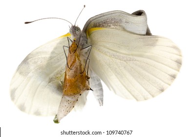 Insect Small White Butterfly Emergence With Cocoon Isolated