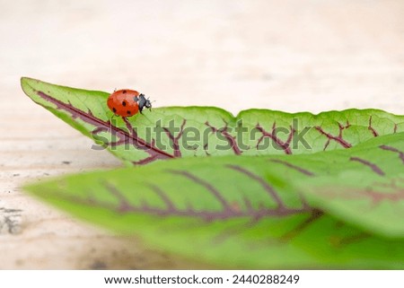 An Insect, specifically a ladybug, is perched on a green leaf. This arthropod is a beneficial organism as it is a pollinator and helps control plant pests. Perfect subject for macro photography