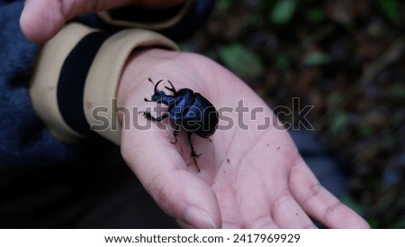 Insect: Stag Beetle on the hand, beetle, animal, insect, nature, wildlife, male, brown, stag beetle, forest, macro, coleoptera, background, wild, bug, tree, black, lucanus cervus, stag, isolated
