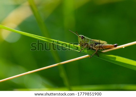 Insect standing between green geometries
