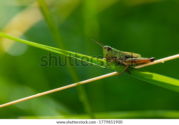 Insect standing between\
green geometries