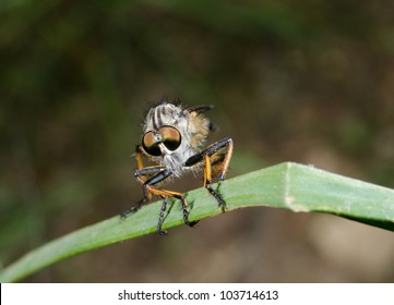 ウマバエ の画像 写真素材 ベクター画像 Shutterstock