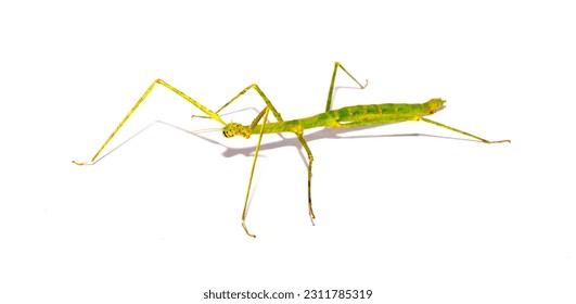 Insect sticks Spanish isolated on white background. Exotic pet hand insect stick insect.