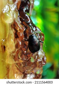 Insect Stuck In Sap , Simulate The Birth Of Amber