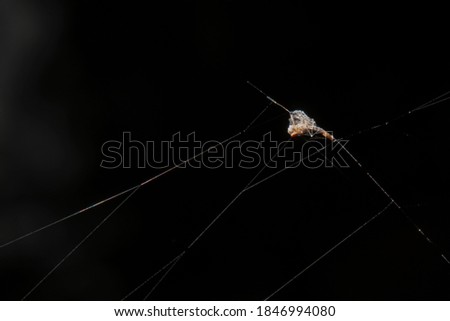 An insect that is covered with a spider web to prevent it from escaping.