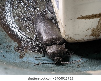 an insect trapped in an oil container