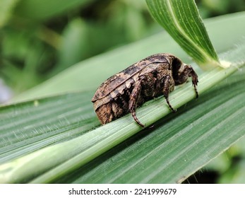 an insect trying to hide behind a leaf - Powered by Shutterstock - Get 15% off with code: PIKWIZARD15