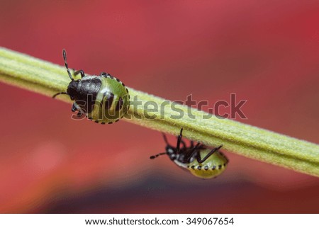 Insect twins