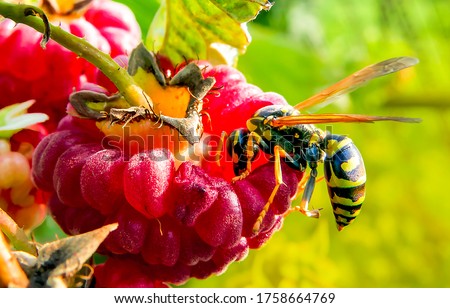 Insect wasp is fooded garden raspberry on macro scene