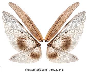 Insect Wings Images, Stock Photos & Vectors | Shutterstock