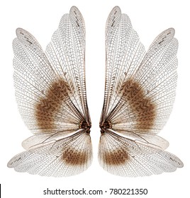 Net Winged Insects Hd Stock Images Shutterstock