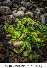 An Insectivorous Plant Called Venus. Flytrap