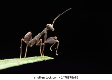 Insect.Mantis nymph(Arthropoda: Insecta: Mantodea: Hymenopodidae).
On leaf.
In Taiwu,Pingtung,Taiwan.