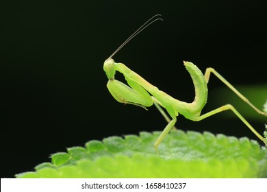 Insect.Mantis Nymph(Arthropoda: Insecta: Mantodea: Mantidae).
On Leaf.