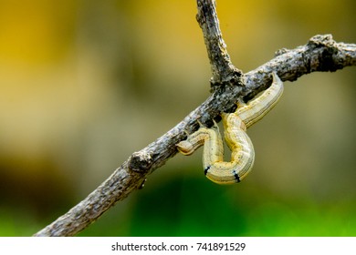 Insects