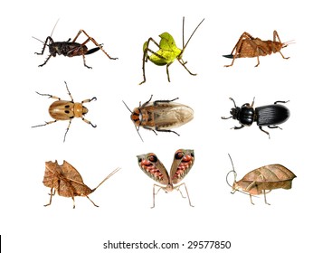 Insects From The Amazon Rainforest