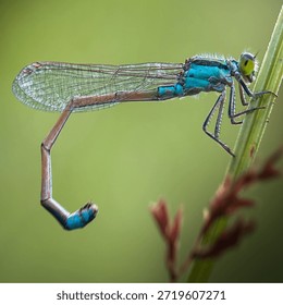 Insects are animals that form the class Insecta (derived from Latin: insectum, a loan word from the Greek ἔντομον [éntomon], which means 