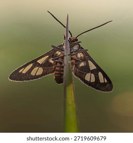 Insects are animals that form the class Insecta (derived from Latin: insectum, a loan word from the Greek ἔντομον [éntomon], which means 