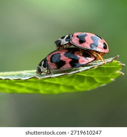 Insects are animals that form the class Insecta (derived from Latin: insectum, a loan word from the Greek ἔντομον [éntomon], which means 