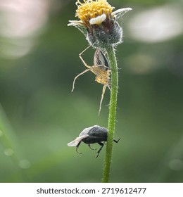 Insects are animals that form the class Insecta (derived from Latin: insectum, a loan word from the Greek ἔντομον [éntomon], which means 