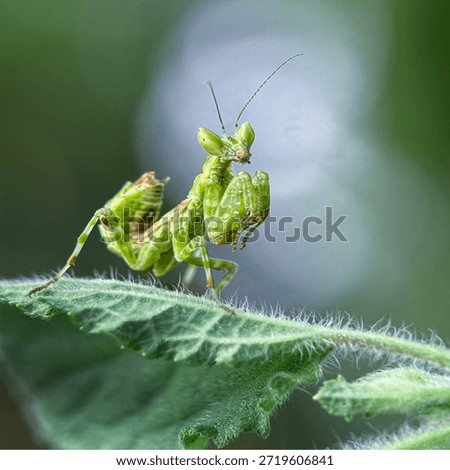 Insects are animals that form the class Insecta (derived from Latin: insectum, a loan word from the Greek ἔντομον [éntomon], which means 