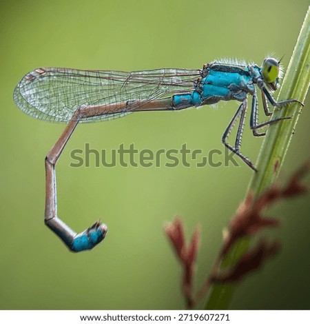 Insects are animals that form the class Insecta (derived from Latin: insectum, a loan word from the Greek ἔντομον [éntomon], which means 